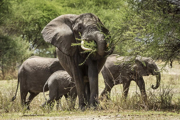 Africa, Tanzania, Tarangire National Park. An elephant family browsing