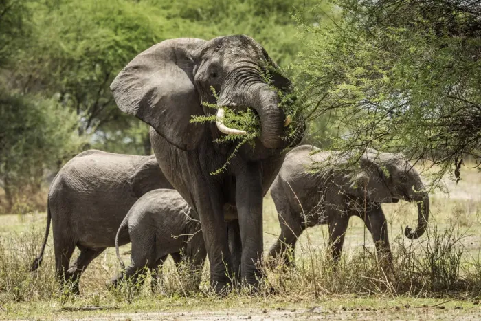Framed Print : Africa, Tanzania, Tarangire National Park. An elephant family browsing Framed Print : Africa, Tanzania, Tarangire National Park. An elephant family browsing