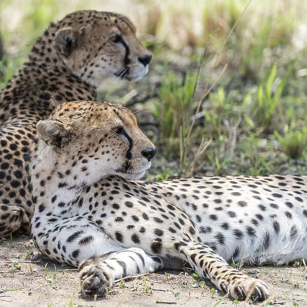 Africa, Tanzania, Tarangire National Park. Two watchful cheetahs