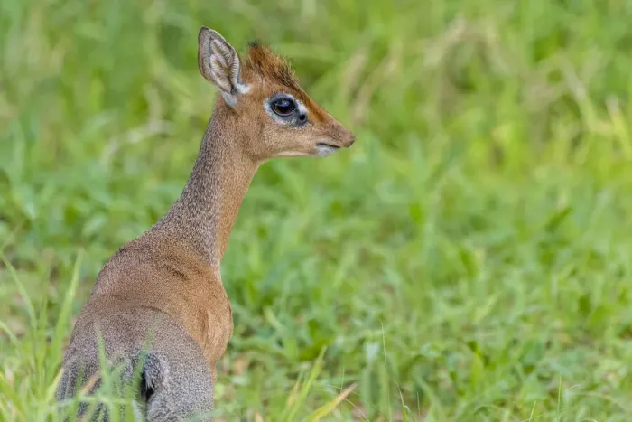 Framed Print : africa, Tanzania, Tarangire National Park. a Kirks Dik-Dik Framed Print : africa, Tanzania, Tarangire National Park. a Kirks Dik-Dik