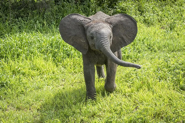 africa, Tanzania, Tarangire National Park. A little, angry elephant