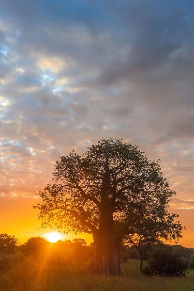 africa, Tanzania, Tarangire National Park. Sunrise with a baobab
