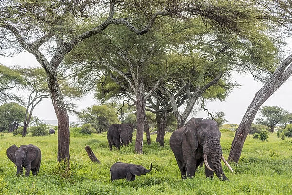 africa, Tanzania, Tarangire National Park. An elephant family