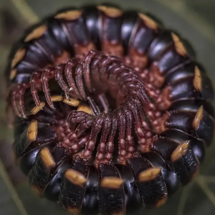 Framed Print : Africa, Tanzania, Usambara Mountains. Tanzanian Red Legged Millipede curled up