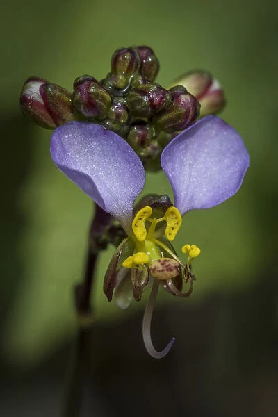 Africa, Tanzania, Usambara Mountains. Violet Orchid