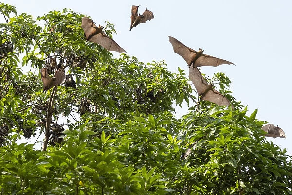 Africa, Togo, Kloto, Kpalima area. Fruitbats flying in a forest