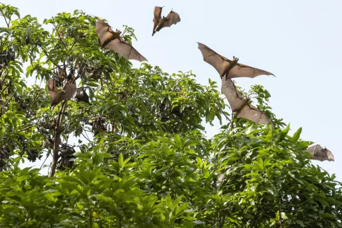 Framed Print : Africa, Togo, Kloto, Kpalima area. Fruitbats flying in a forest Framed Print : Africa, Togo, Kloto, Kpalima area. Fruitbats flying in a forest