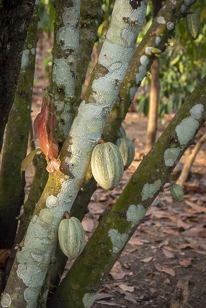 Africa, Togo, Kloto, Kpalima area. A cocoa plantation