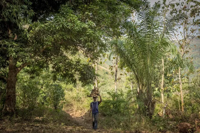 Framed Print : Africa, Togo, Kloto, Kpalima area. Man carrying heavy fire wood through the forest