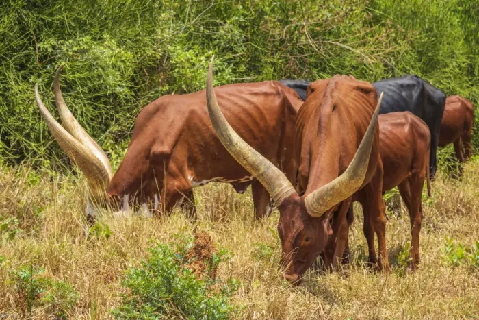 Framed Print : Africa, Uganda. Ankolo long horned cattle Framed Print : Africa, Uganda. Ankolo long horned cattle