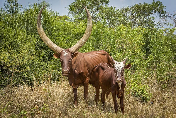 Africa, Uganda. Ankolo long horned cattle