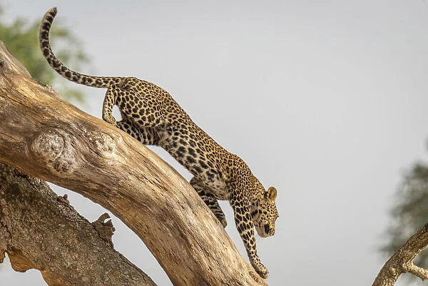 Africa, Uganda, Karamoja. Kidepo Valley National Park. An african Leopard leaving his tree