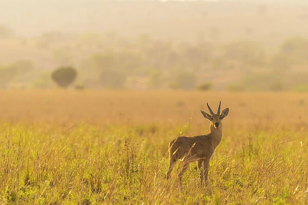 Africa, Uganda, Karamoja. Kidepo Valley National Park. Antelope at Sunrise