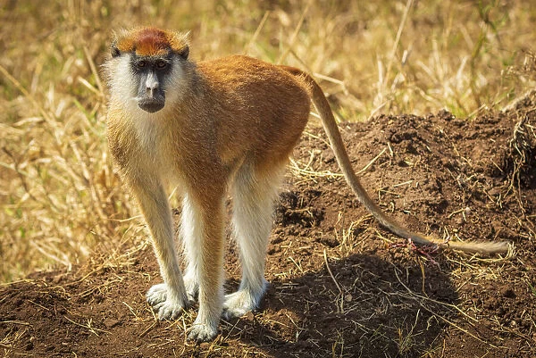 Africa, Uganda, Karamoja. Kidepo Valley National Park. a Patas Monkey