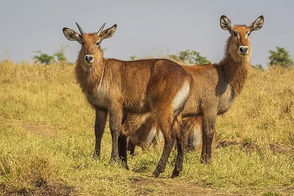 Africa, Uganda, Karamoja. Kidepo Valley National Park. a herd of waterbucks