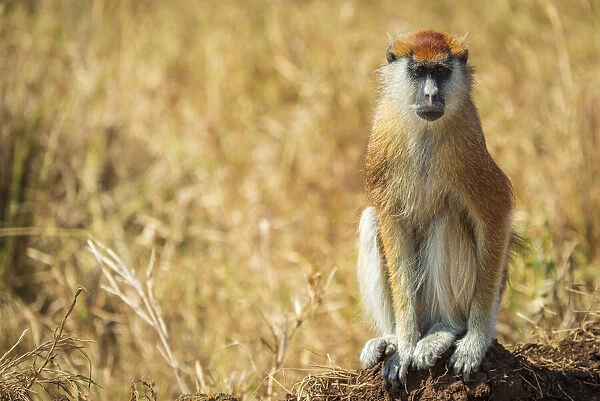 Africa, Uganda, Karamoja. Kidepo Valley National Park. a Patas Monkey