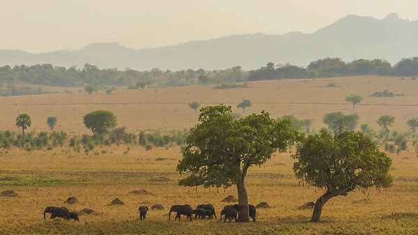 Africa, Uganda, Karamoja. Kidepo Valley National Park. An elephant family in a landscape with the characteristic sausage trees