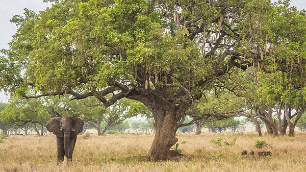 Africa, Uganda, Karamoja. Kidepo Valley National Park. An elephant bull in a landscape with the characteristic sausage trees