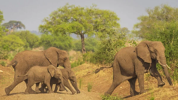 Africa, Uganda, Karamoja. Kidepo Valley National Park. An elephant family crossing the road
