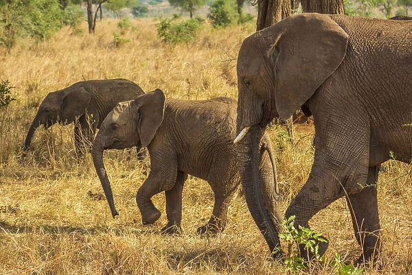 Africa, Uganda, Karamoja. Kidepo Valley National Park. An elephant family