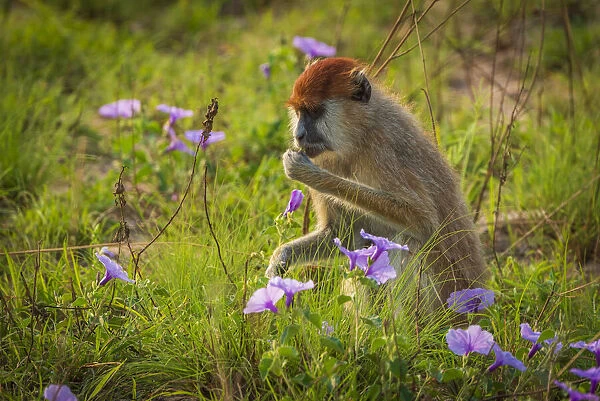 Africa, Uganda, Murchison Falls National Park. A Patas Monkey picking flowers