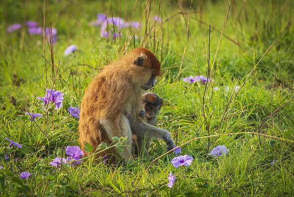 Africa, Uganda, Murchison Falls National Park. A Patas Monkey with baby picking flowers