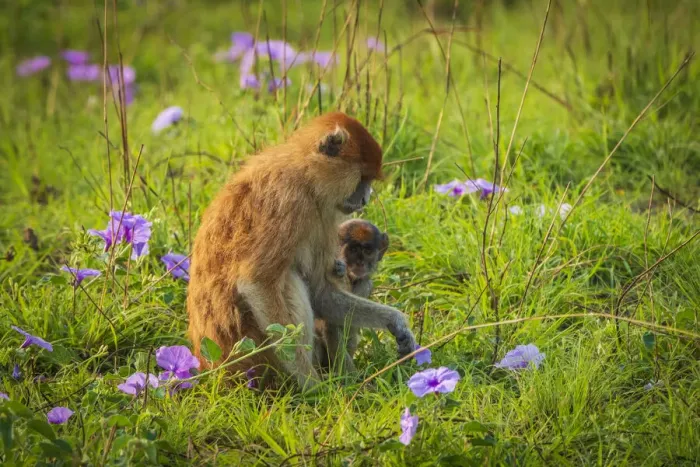 Framed Print : Africa, Uganda, Murchison Falls National Park. A Patas Monkey with baby picking flowers Framed Print : Africa, Uganda, Murchison Falls National Park. A Patas Monkey with baby picking flowers