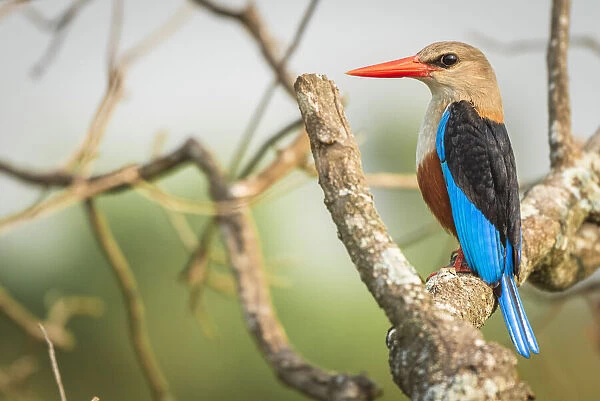 africa, Uganda, Murchison Falls National Park. A Grey headed Kingfisher