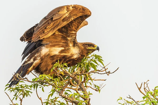 Africa, Uganda, Murchison Falls National Park. An African Tawny eagle starting to fly