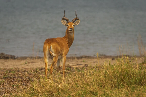 Africa, Uganda, Murchison Falls National Park. Ugandan Kob antelope, male near to the river nile