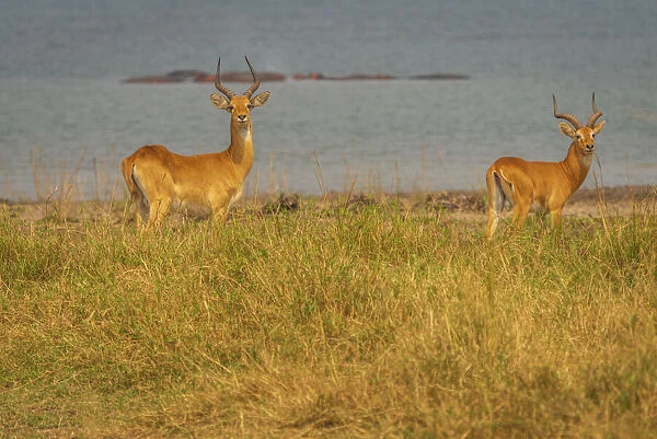 Africa, Uganda, Murchison Falls National Park. Ugandan Kob antelopes, males near to the river nile