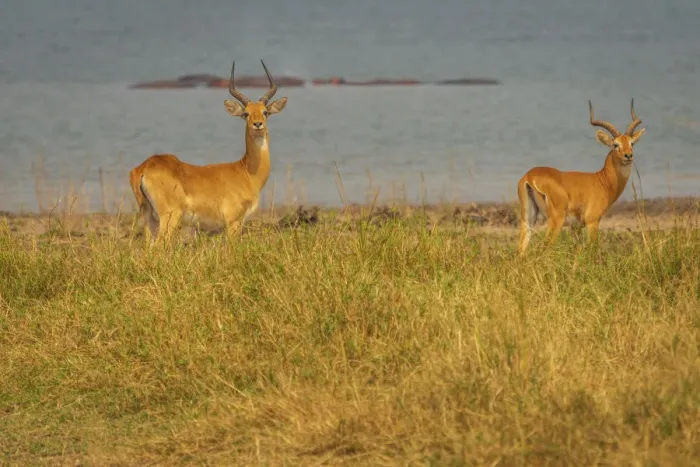Framed Print : Africa, Uganda, Murchison Falls National Park. Ugandan Kob antelopes, males near to the river nile Framed Print : Africa, Uganda, Murchison Falls National Park. Ugandan Kob antelopes, males near to the river nile