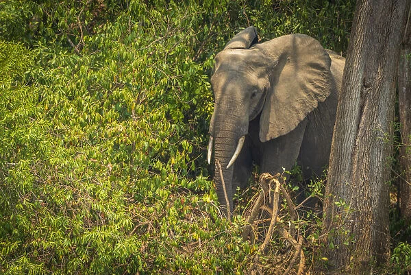 Africa, Uganda, Murchison Falls National Park. Young elephant in the bushes