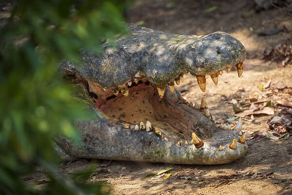 Africa, Uganda, Murchison Falls National Park. Close up of the mouth of a nile crocodile with impressive teeth