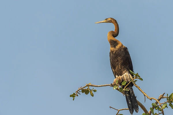 Africa, Uganda, Murchison Falls National Park. African Darter Bird