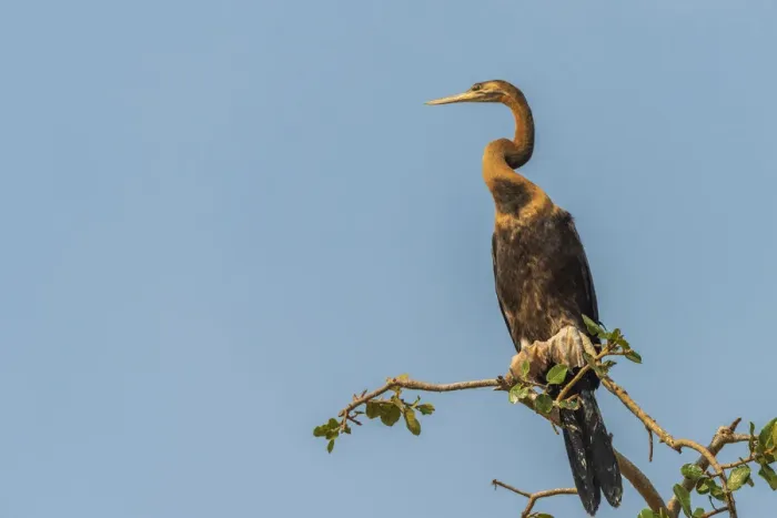 Framed Print : Africa, Uganda, Murchison Falls National Park. African Darter Bird Framed Print : Africa, Uganda, Murchison Falls National Park. African Darter Bird