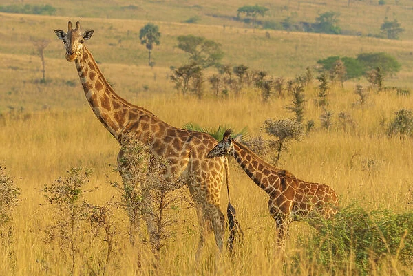 Africa, Uganda, Murchison Falls National Park. Rothschilds Giraffe with a calf in the typical savanna landscape