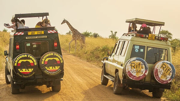 Africa, Uganda, Murchison Falls National Park. Rothschilds Giraffe crossing the road