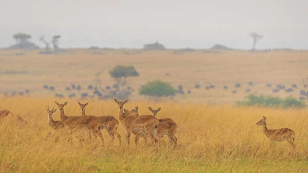 Africa, Uganda, Murchison Falls National Park. a group of Ugandan Kob antelopes, females