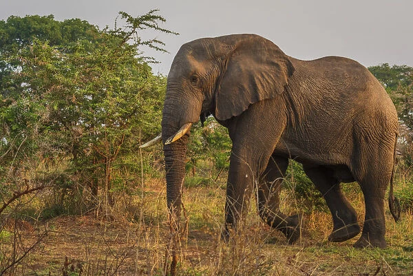 Africa, Uganda, Murchison Falls National Park. An elephant walking in the savanna