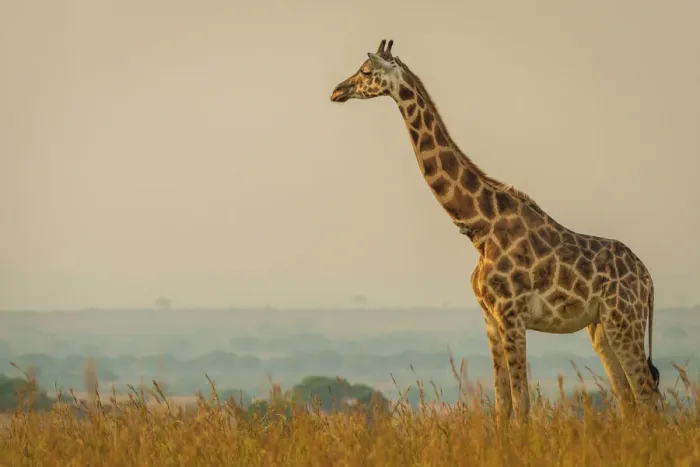 Framed Print : Africa, Uganda, Murchison Falls National Park. Rothschilds Giraffe in the typical savanna landscape Framed Print : Africa, Uganda, Murchison Falls National Park. Rothschilds Giraffe in the typical savanna landscape