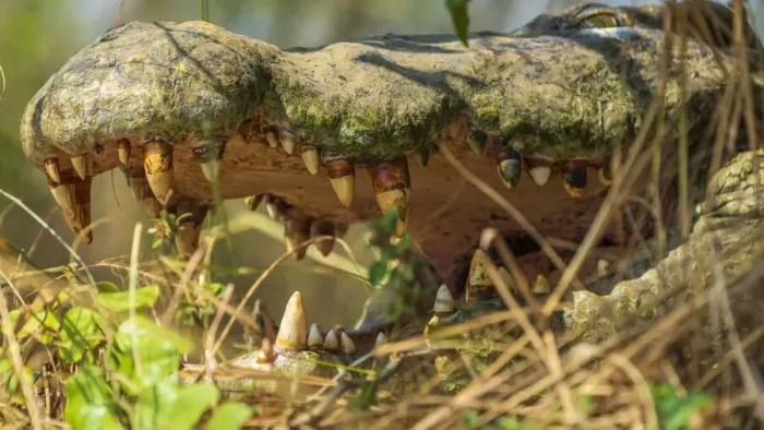 Framed Print : Africa, Uganda, Murchison Falls National Park. Close up of the mouth of a nile crocodile with impressive teeth Framed Print : Africa, Uganda, Murchison Falls National Park. Close up of the mouth of a nile crocodile with impressive teeth