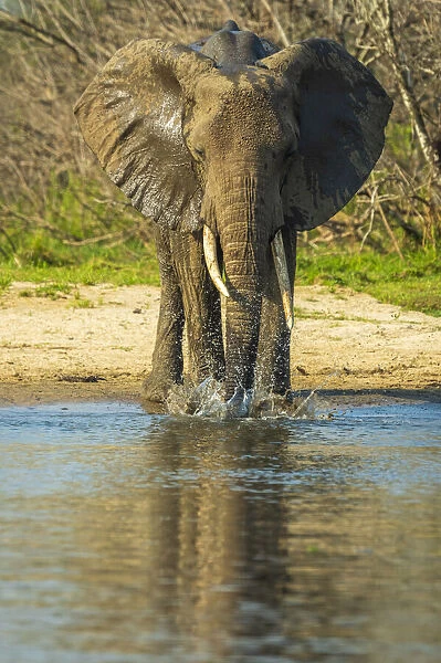 Africa, Uganda, Murchison Falls National Park. An elephant on the river bank