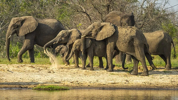 Africa, Uganda, Murchison Falls National Park. An elephant family on the river bank