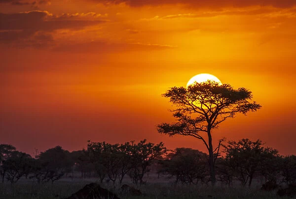 Africa, Uganda, Pian Upe Nature Reserve. Sunset in the Savanna