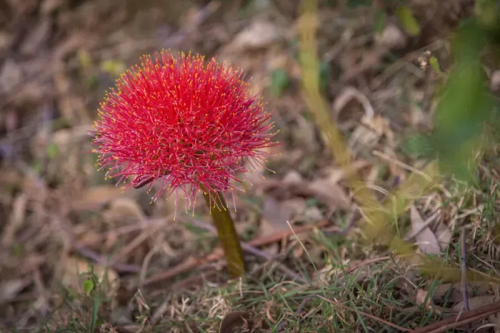 Framed Print : Africa, Uganda, Sipi Falls. Flower - Blood lily, growing wild Framed Print : Africa, Uganda, Sipi Falls. Flower - Blood lily, growing wild