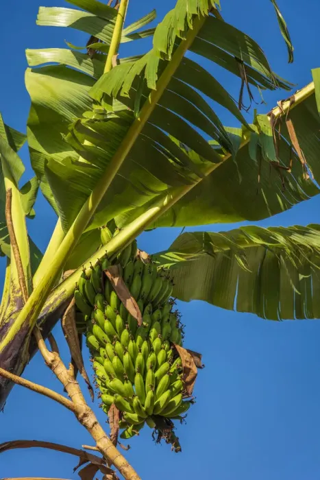 Framed Print : Africa, Uganda, Sipi Falls. Plantain growing near to Sipi falls