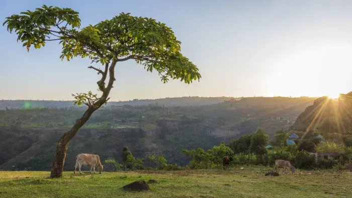 Framed Print : Africa, Uganda, Sipi Falls. Sunrise in the rural landscape