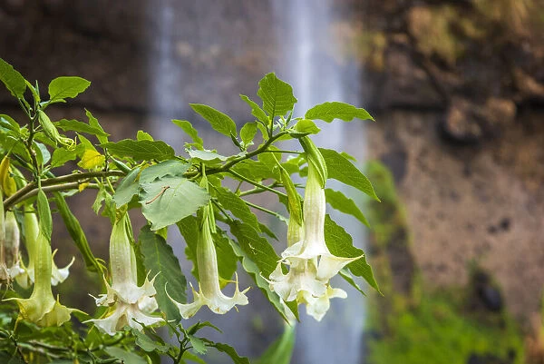 Africa, Uganda, Sipi Falls. A view of the second falls with beautiful plants of Angels Trumpets in front