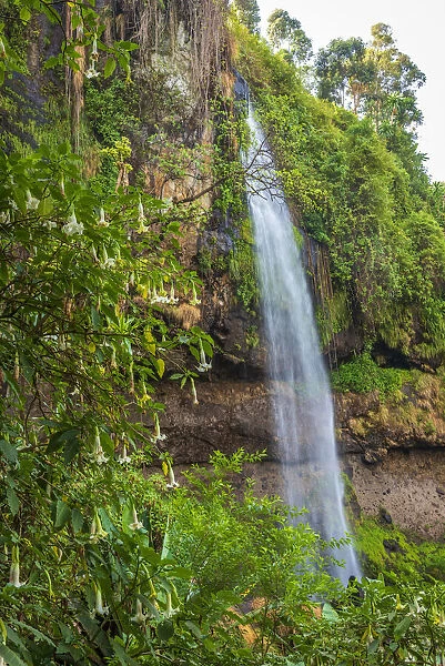 Africa, Uganda, Sipi Falls. A view of the second falls with beautiful plants of Angels Trumpets in front